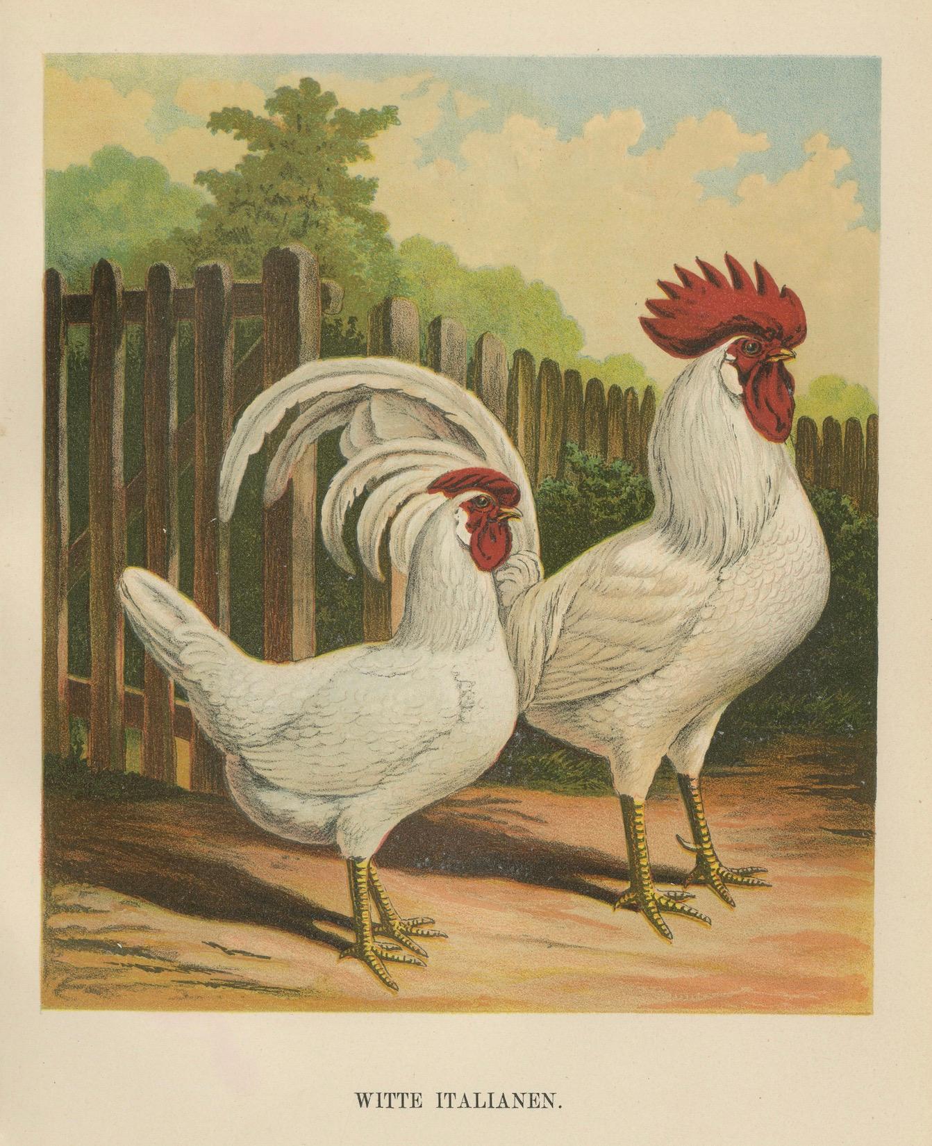 The Elegant White Italian Chicken - A Rare 19th Century Poultry Lithograph For Sale 2