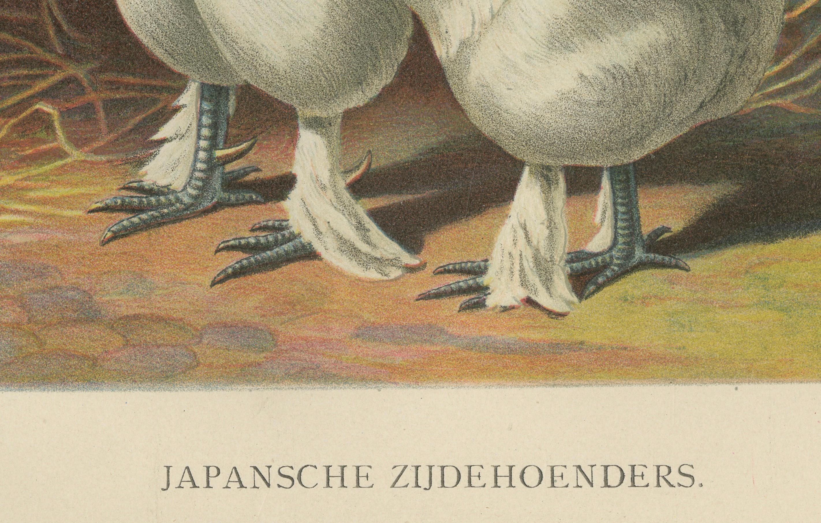 The Enchanting Japanese Silkie Chicken - Eine seltene Geflügel-Lithographie aus dem 19. Jahrhundert im Zustand „Gut“ im Angebot in Langweer, NL