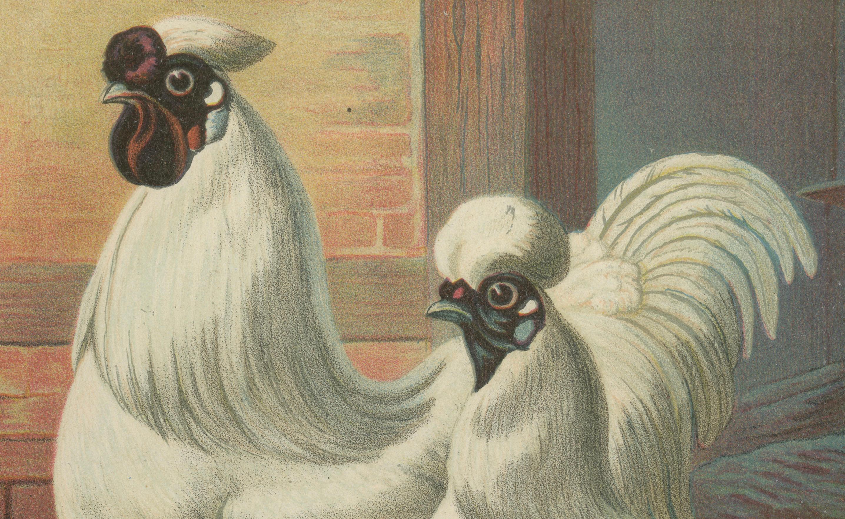 The Enchanting Japanese Silkie Chicken - Eine seltene Geflügel-Lithographie aus dem 19. Jahrhundert (Spätes 19. Jahrhundert) im Angebot