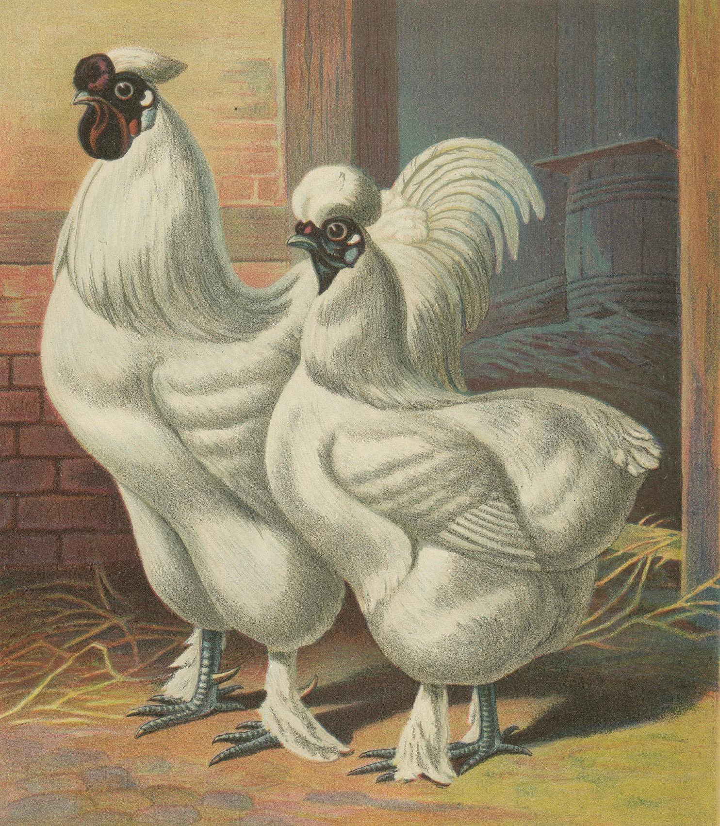 The Enchanting Japanese Silkie Chicken - Eine seltene Geflügel-Lithographie aus dem 19. Jahrhundert (Papier) im Angebot