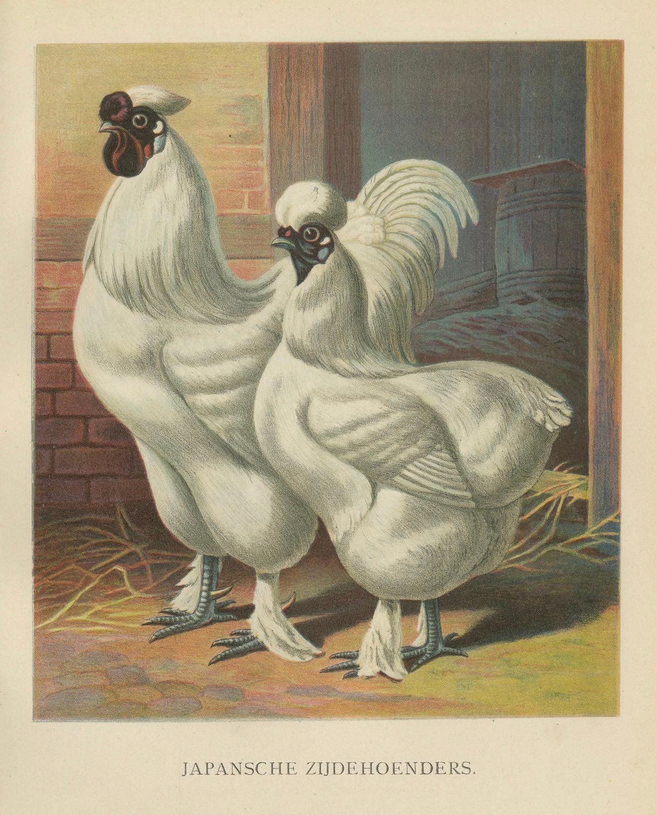 The Enchanting Japanese Silkie Chicken - Eine seltene Geflügel-Lithographie aus dem 19. Jahrhundert im Angebot 1