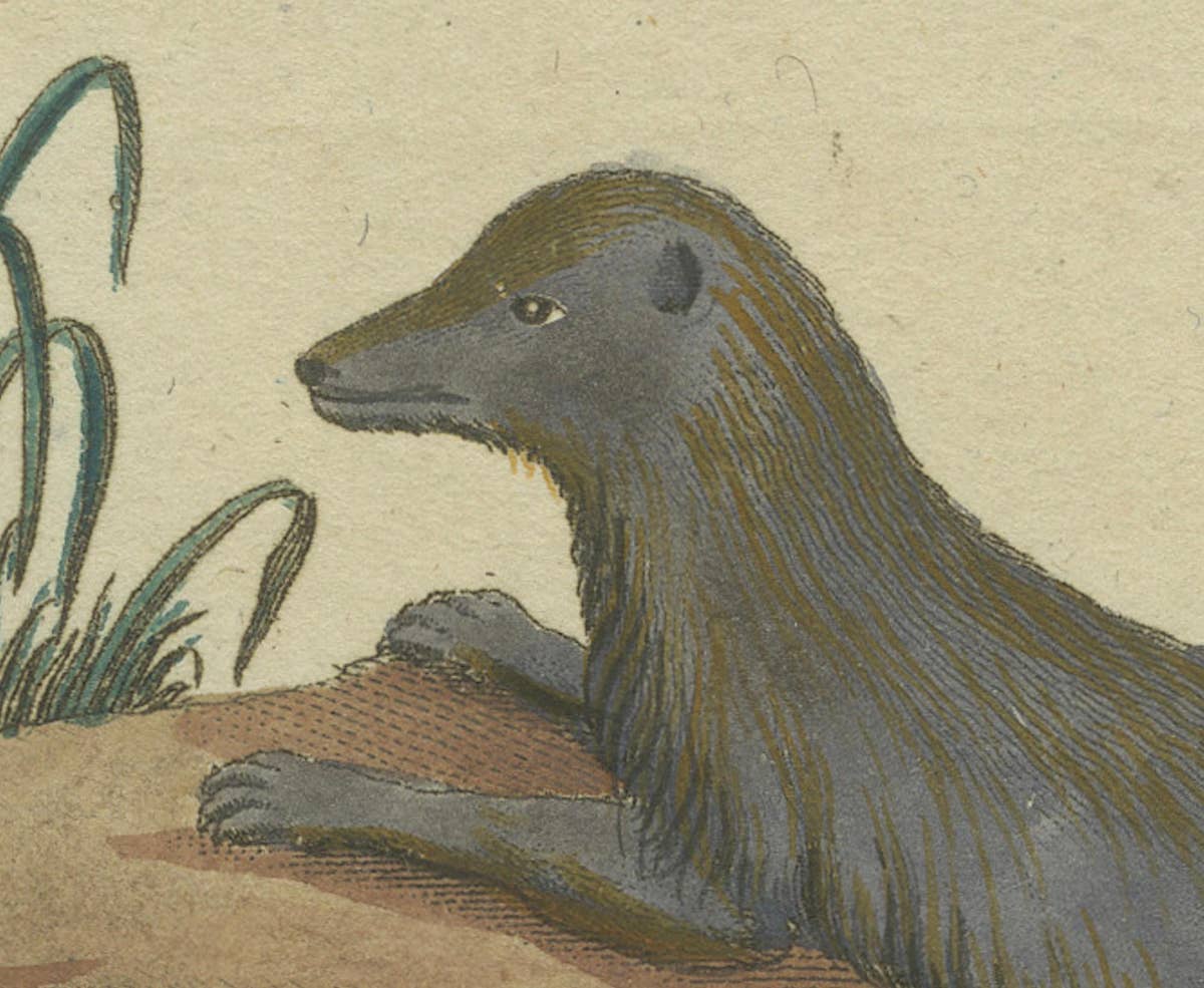 The European Pine Marten and The Polecat Meticulously illustrated, circa 1775