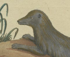 The European Pine Marten and The Polecat Meticulously illustrated, circa 1775