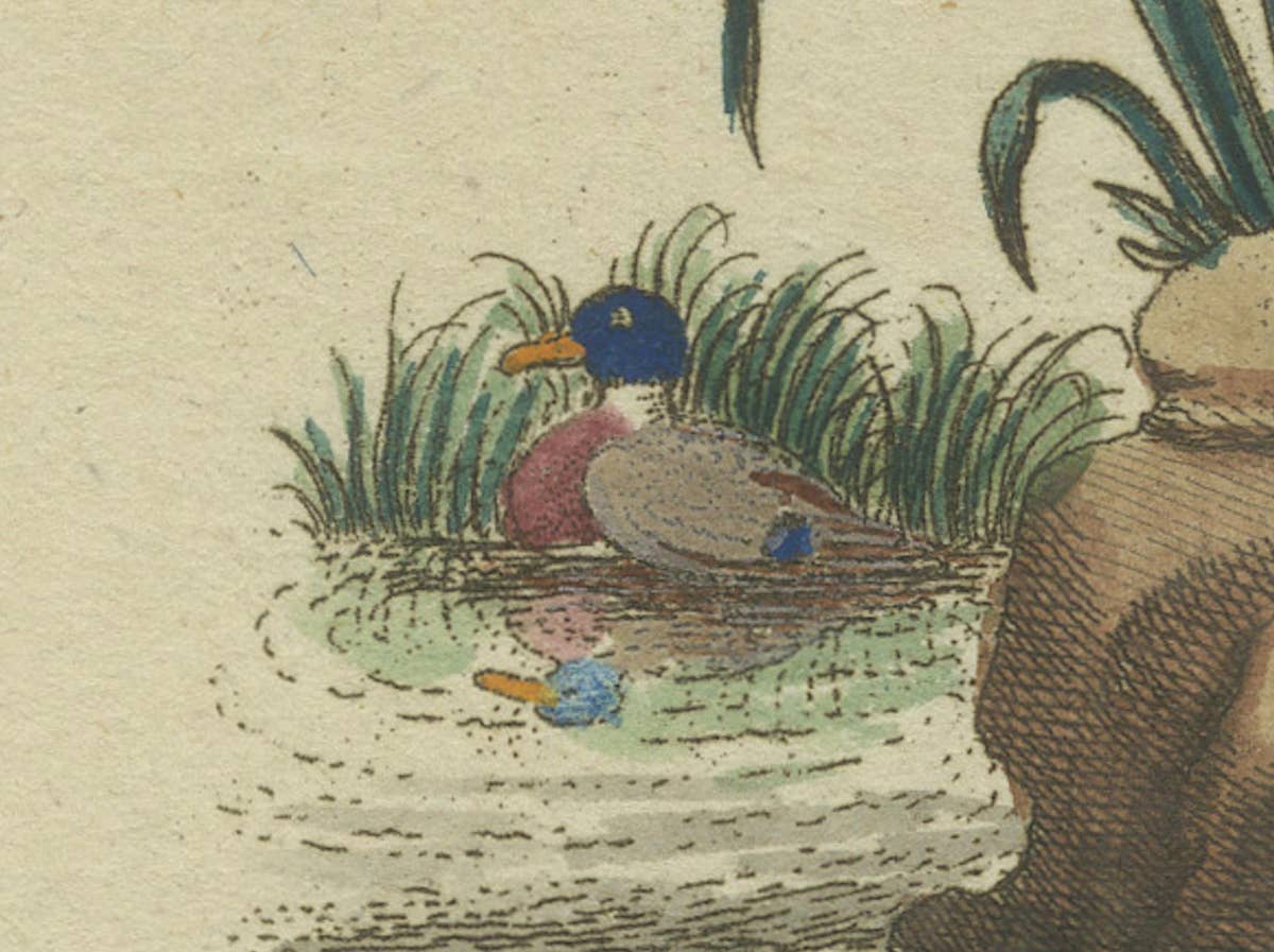 The European Pine Marten and The Polecat Meticulously illustrated, circa 1775