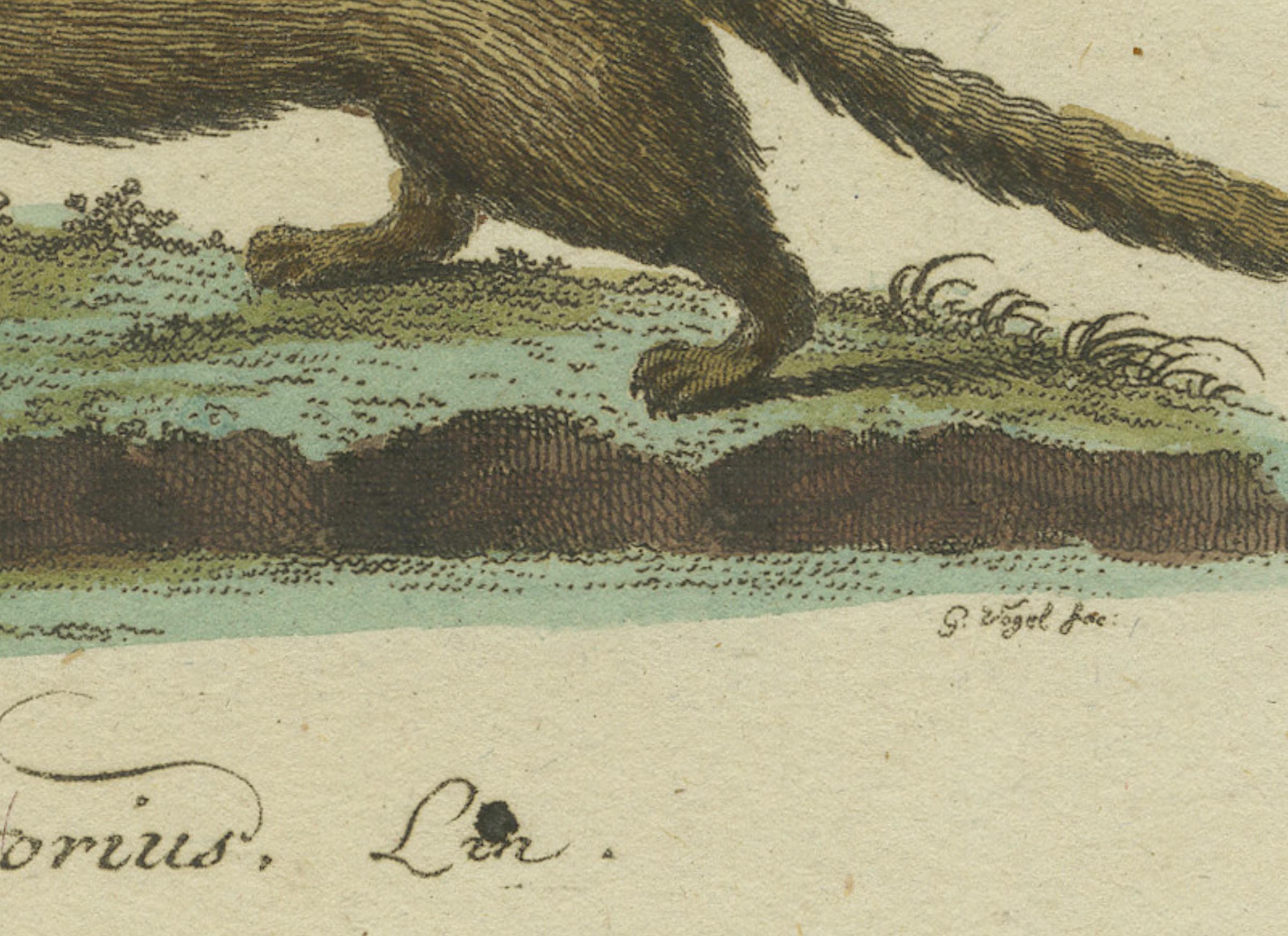 The European Pine Marten and The Polecat Meticulously illustrated, circa 1775 In Good Condition For Sale In Langweer, NL