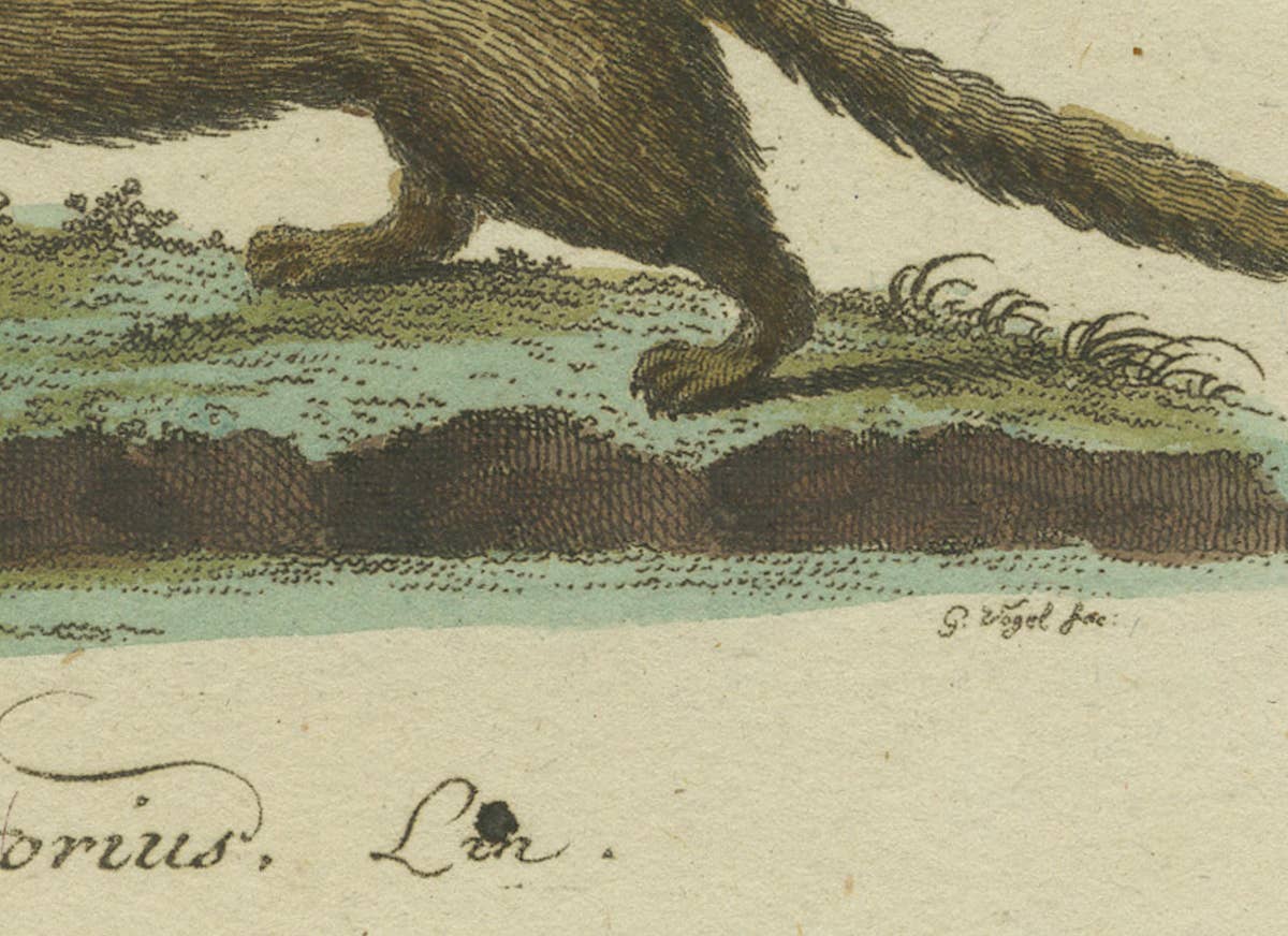 The European Pine Marten and The Polecat Meticulously illustrated, circa 1775