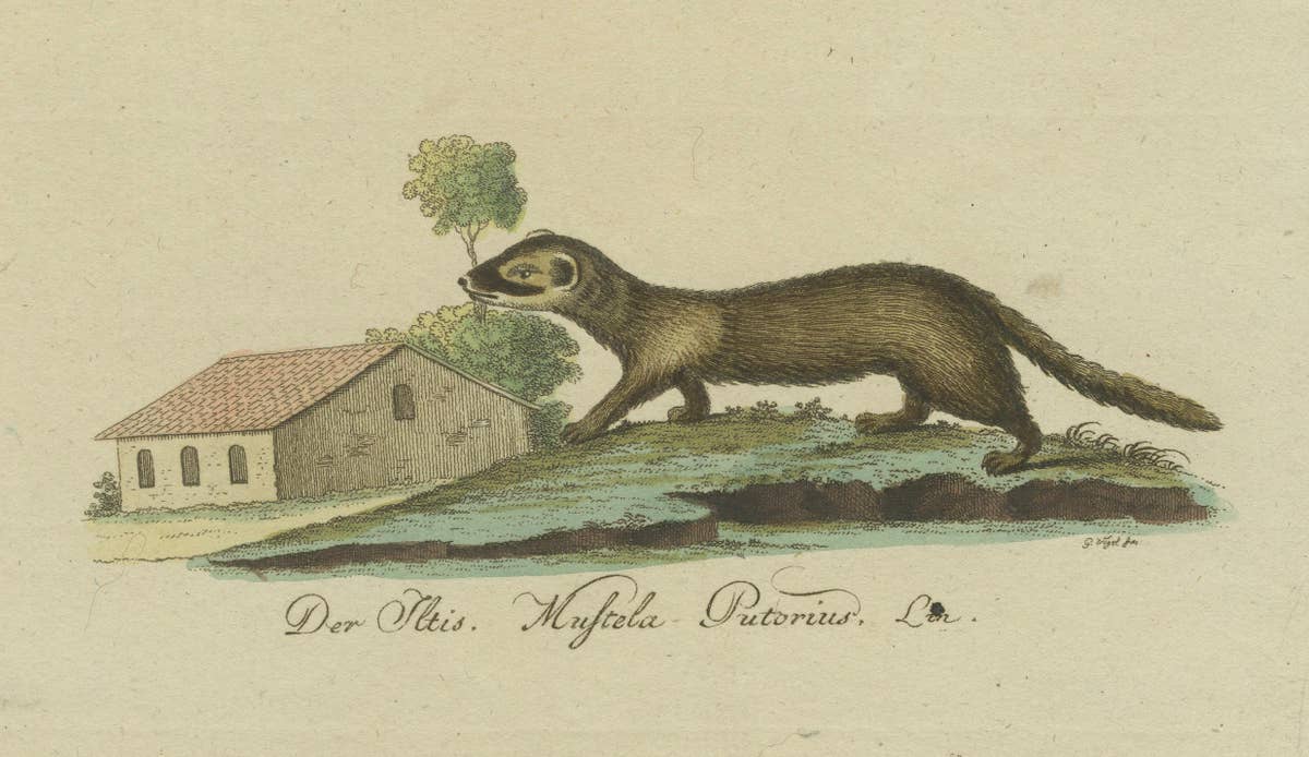 The European Pine Marten and The Polecat Meticulously illustrated, circa 1775