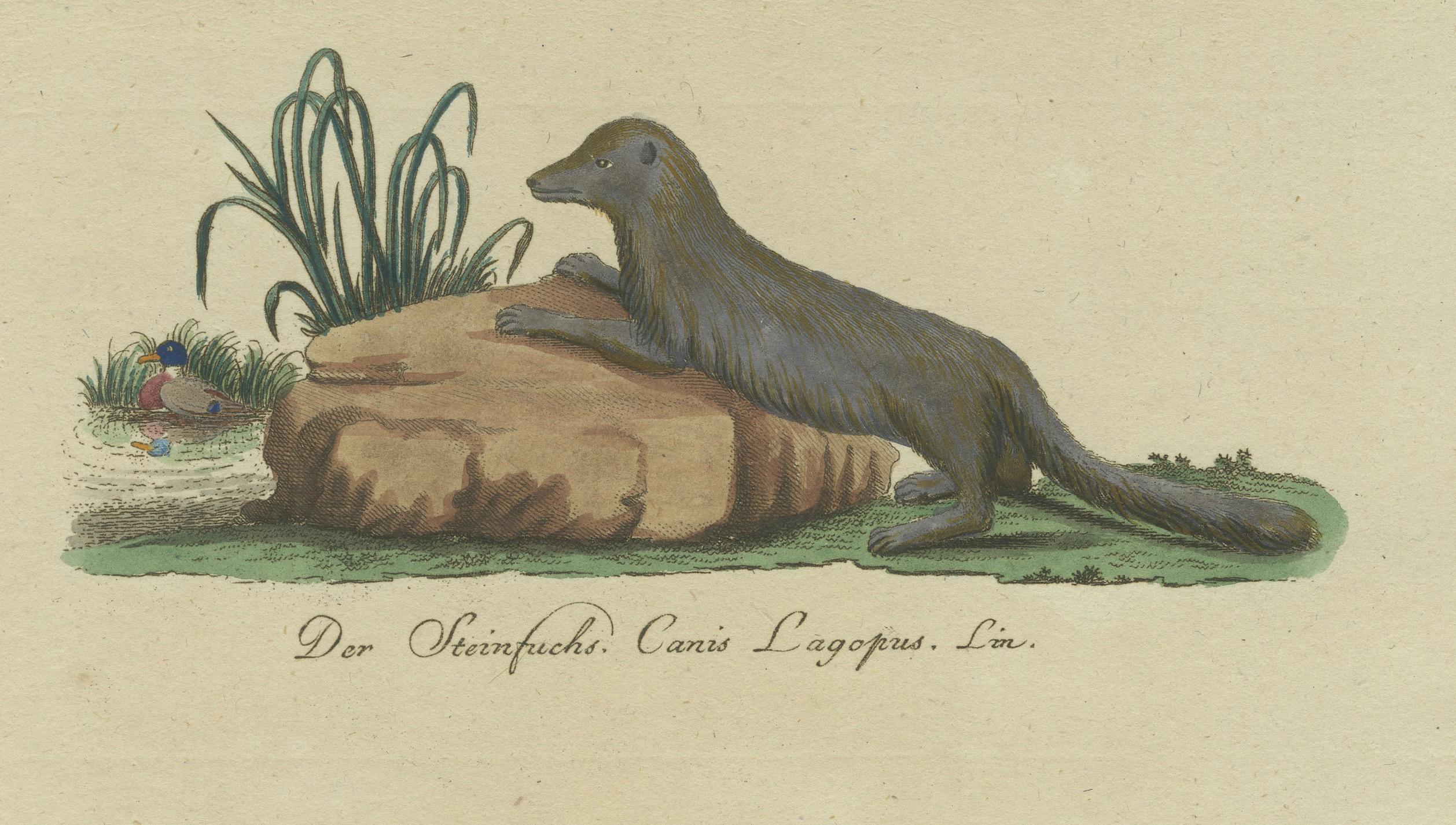 Paper The European Pine Marten and The Polecat Meticulously illustrated, circa 1775 For Sale