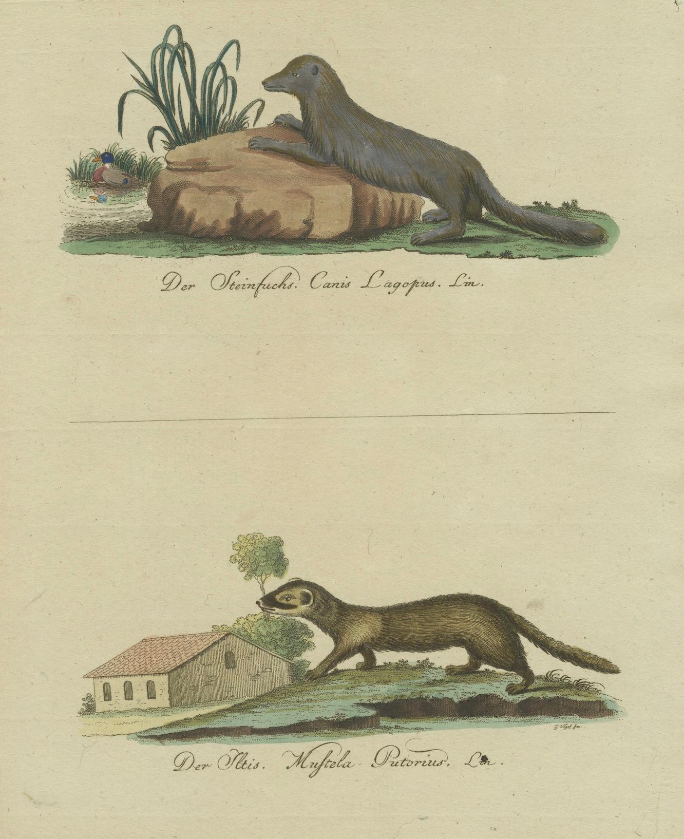 The European Pine Marten and The Polecat Meticulously illustrated, circa 1775 For Sale 1