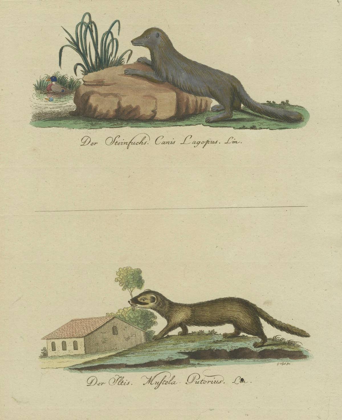 The European Pine Marten and The Polecat Meticulously illustrated, circa 1775