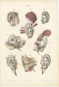 The External Ear, Antique Hirschfeld Anatomy Print, 1866