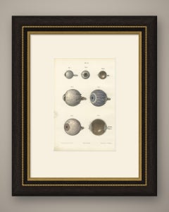 The Eyeball and Its Vessels, Antique Hirschfeld Anatomy Print, 1866