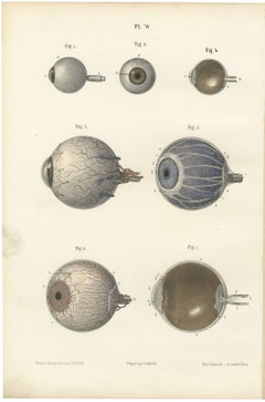 The Eyeball and Its Vessels, Antique Hirschfeld Anatomy Print, 1866
