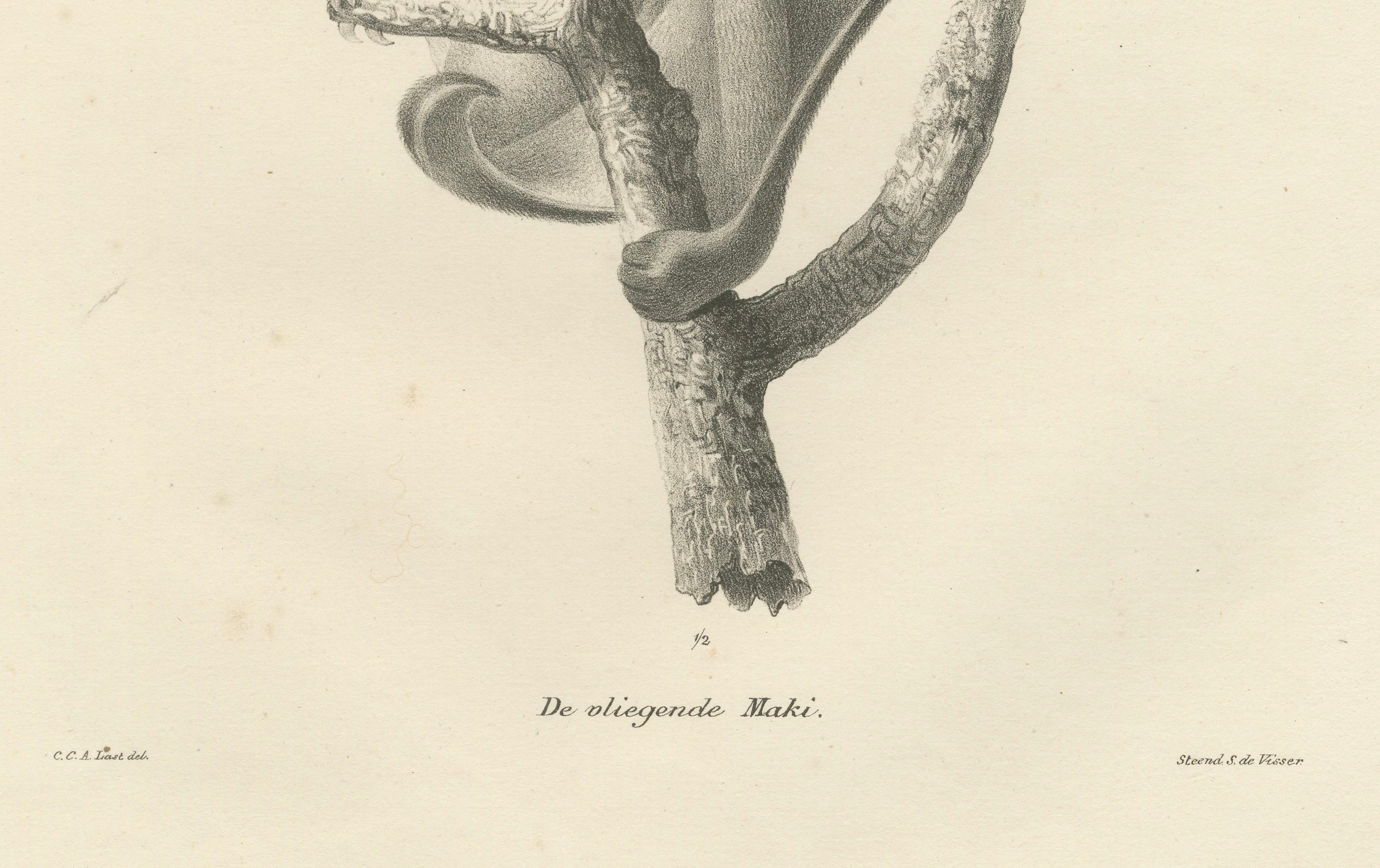 Questa litografia, intitolata *De Vliegende Maki* (Il lemure volante), è una suggestiva rappresentazione del colugo o lemure volante, disegnata da Carel Christiaan Antony Last per la *Volledige Natuurlijke Historie der Zoogdieren* di Heinrich Rudolf