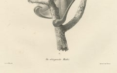 The Flying Lemur (Colugo) Lithograph by C.C. Last, 1836