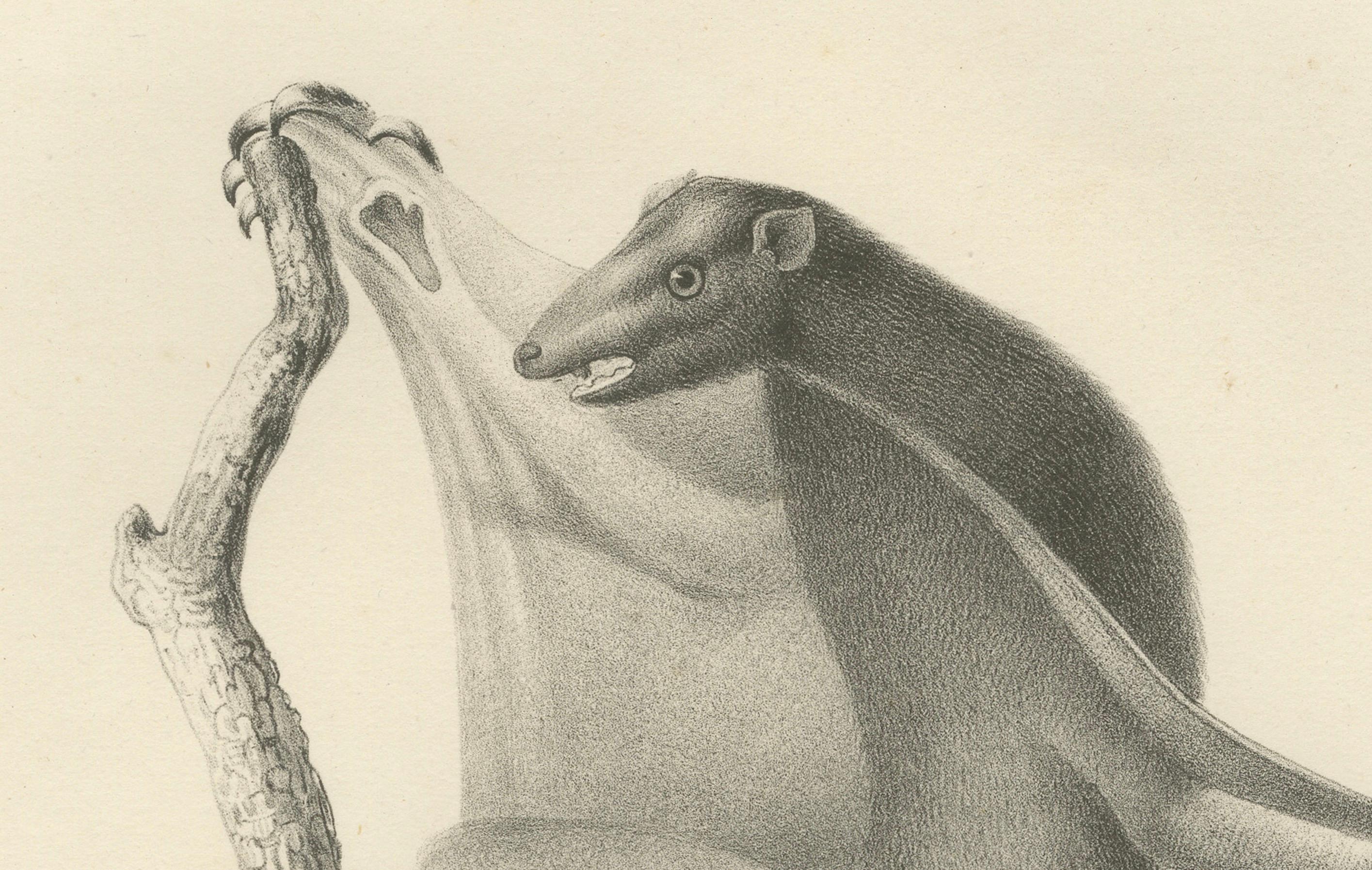Inciso Il Lemure Volante (Colugo) Litografia di C.C. Ultimo, 1836 in vendita