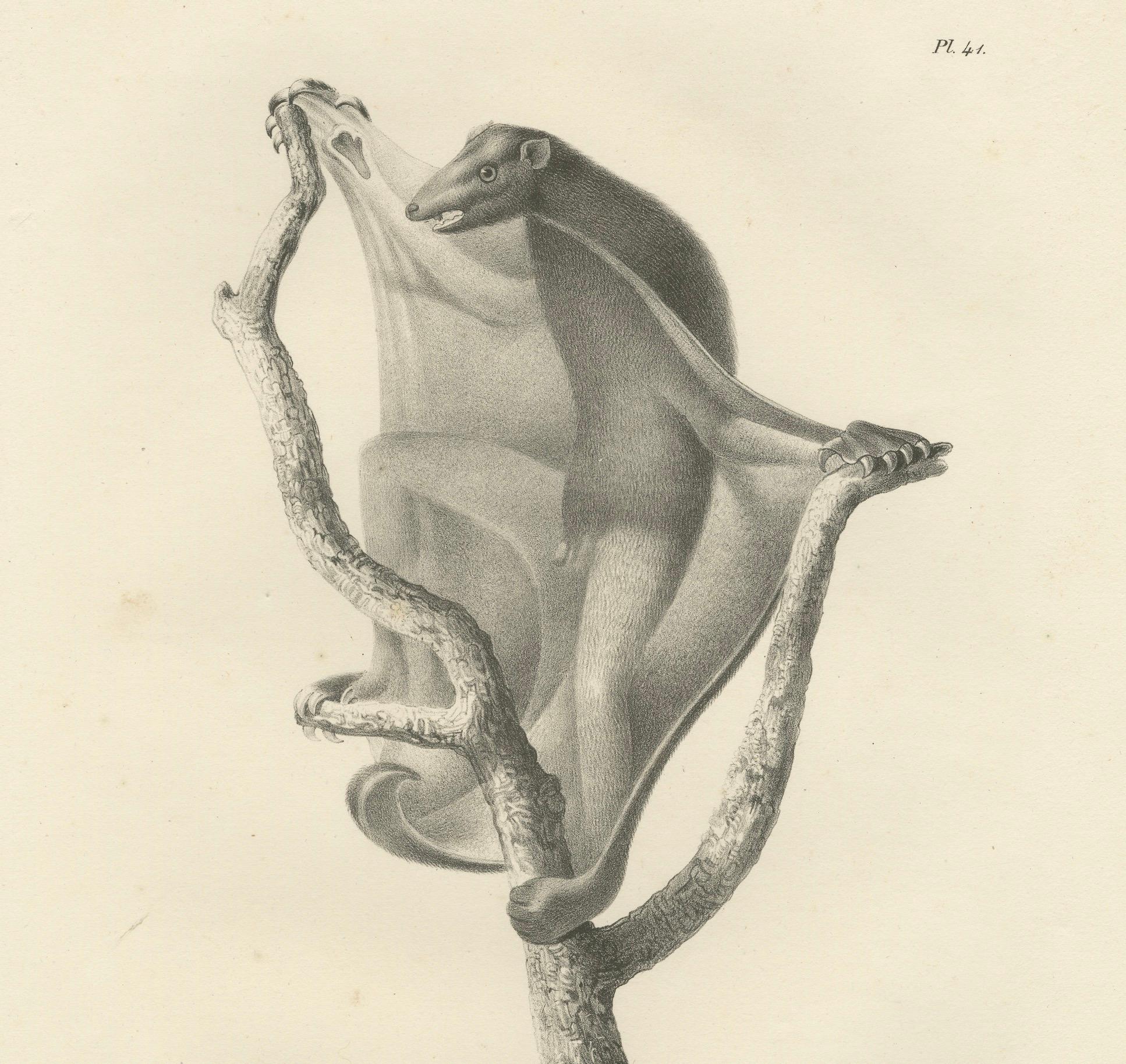 Il Lemure Volante (Colugo) Litografia di C.C. Ultimo, 1836 In condizioni buone in vendita a Langweer, NL