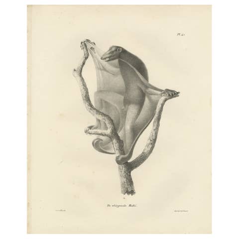 The Flying Lemur (Colugo) Lithograph by C.C. Last, 1836