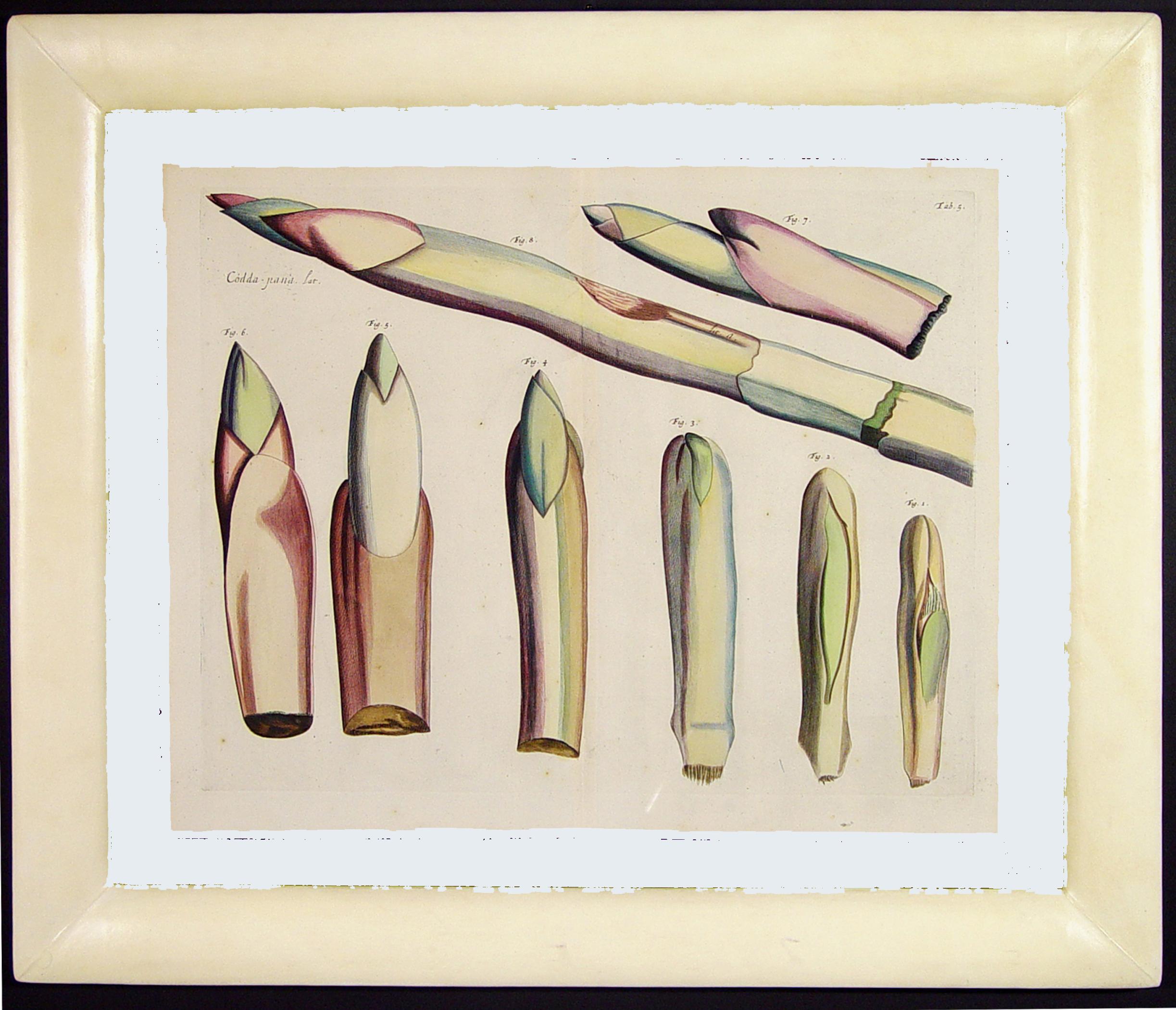 Der Garten von Malabar: Ein grundlegendes Werk der tropischen Botanik im Angebot 3