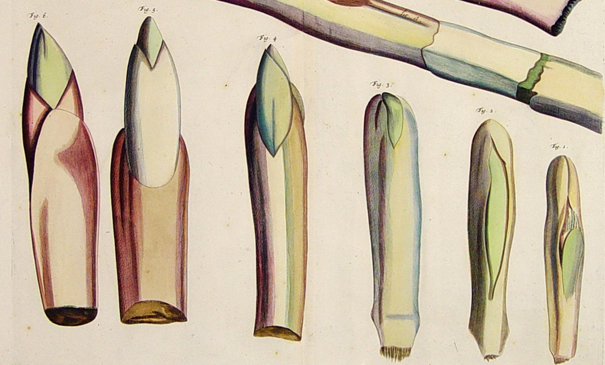 Der Garten von Malabar: Ein grundlegendes Werk der tropischen Botanik
(einer von zwei - ein tolles Paar - siehe andere Auflistung).

Objekt: Handkolorierte Gravurplatte
Quelle: Hortus Indicus Malabaricus (Der Garten von Malabar), Bände