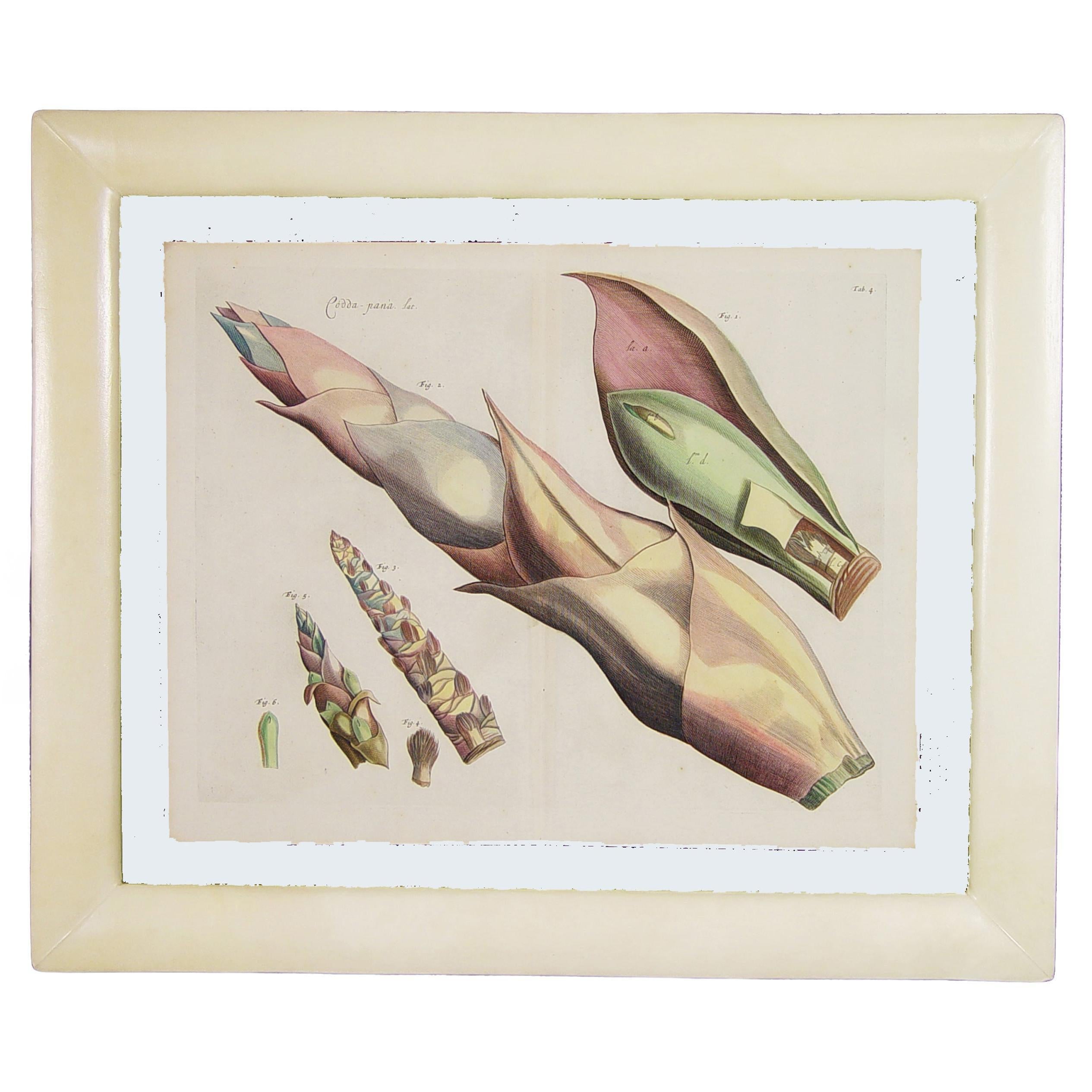 Der Garten von Malabar: Ein grundlegendes Werk der tropischen Botanik

Objekt: Handkolorierte Gravurplatte
Quelle: Hortus Indicus Malabaricus (Der Garten von Malabar), Bände 1-12
Schöpfer/Compiler: Hendrik Adriaan van Rheede tot