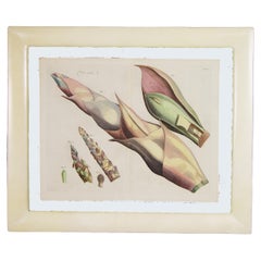 Le jardin de Malabar : Un ouvrage fondateur de la botanique tropicale