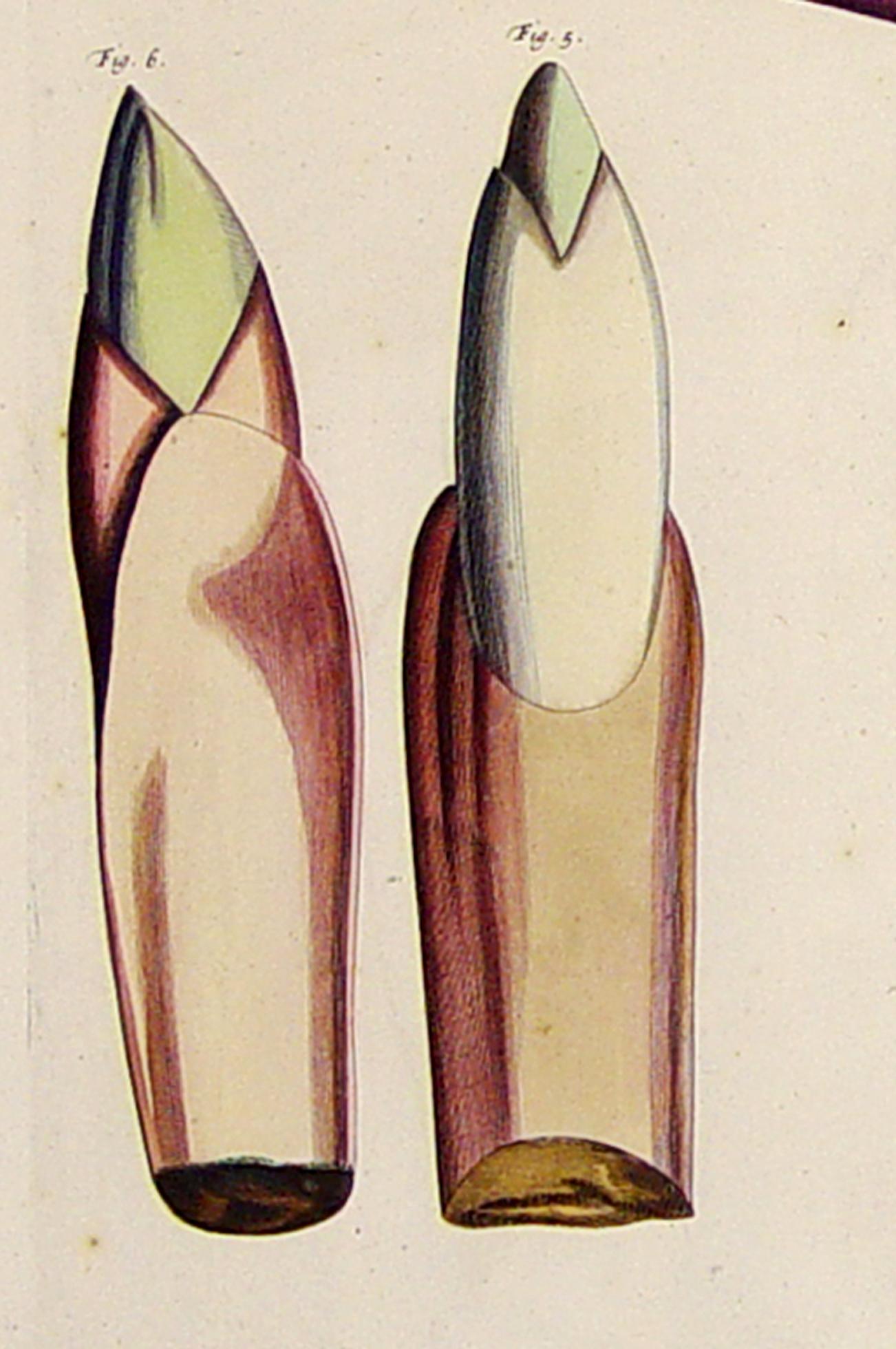 Der Garten von Malabar: Ein grundlegendes Werk der tropischen Botanik (William und Mary) im Angebot