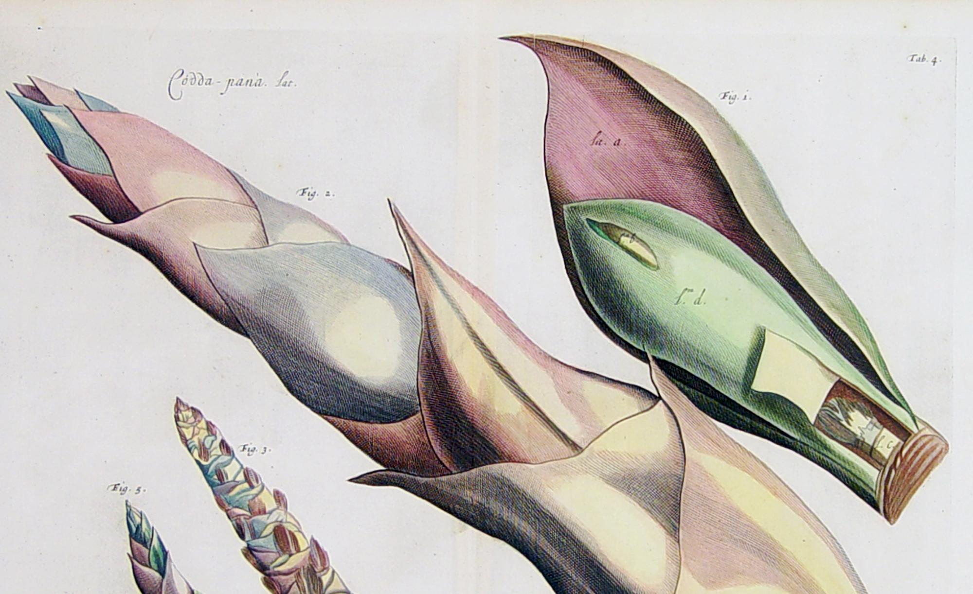 Der Garten von Malabar: Ein grundlegendes Werk der tropischen Botanik (William und Mary) im Angebot