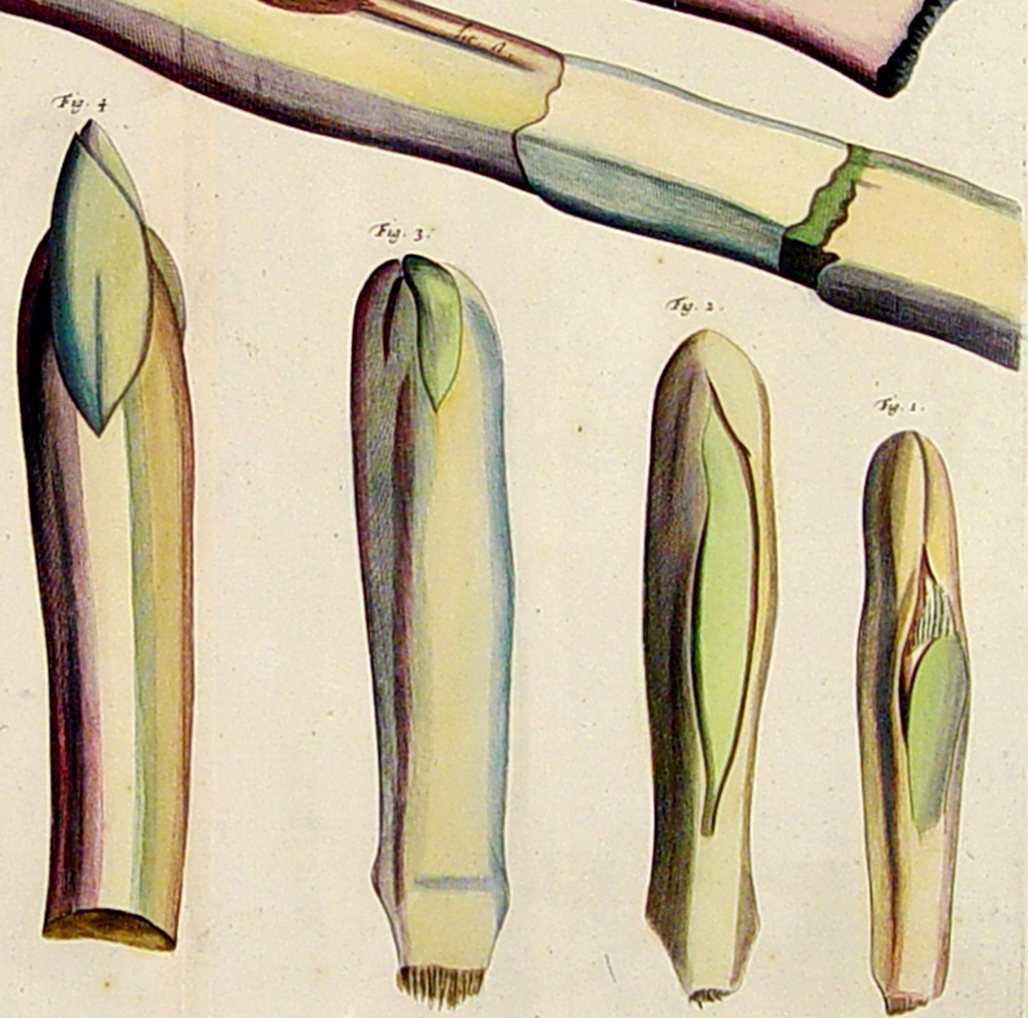 Der Garten von Malabar: Ein grundlegendes Werk der tropischen Botanik (Indisch) im Angebot