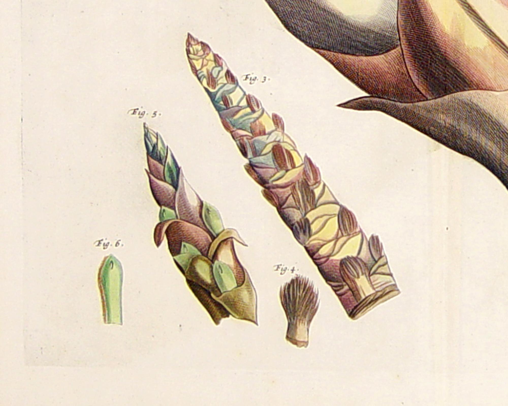 Der Garten von Malabar: Ein grundlegendes Werk der tropischen Botanik (Indisch) im Angebot