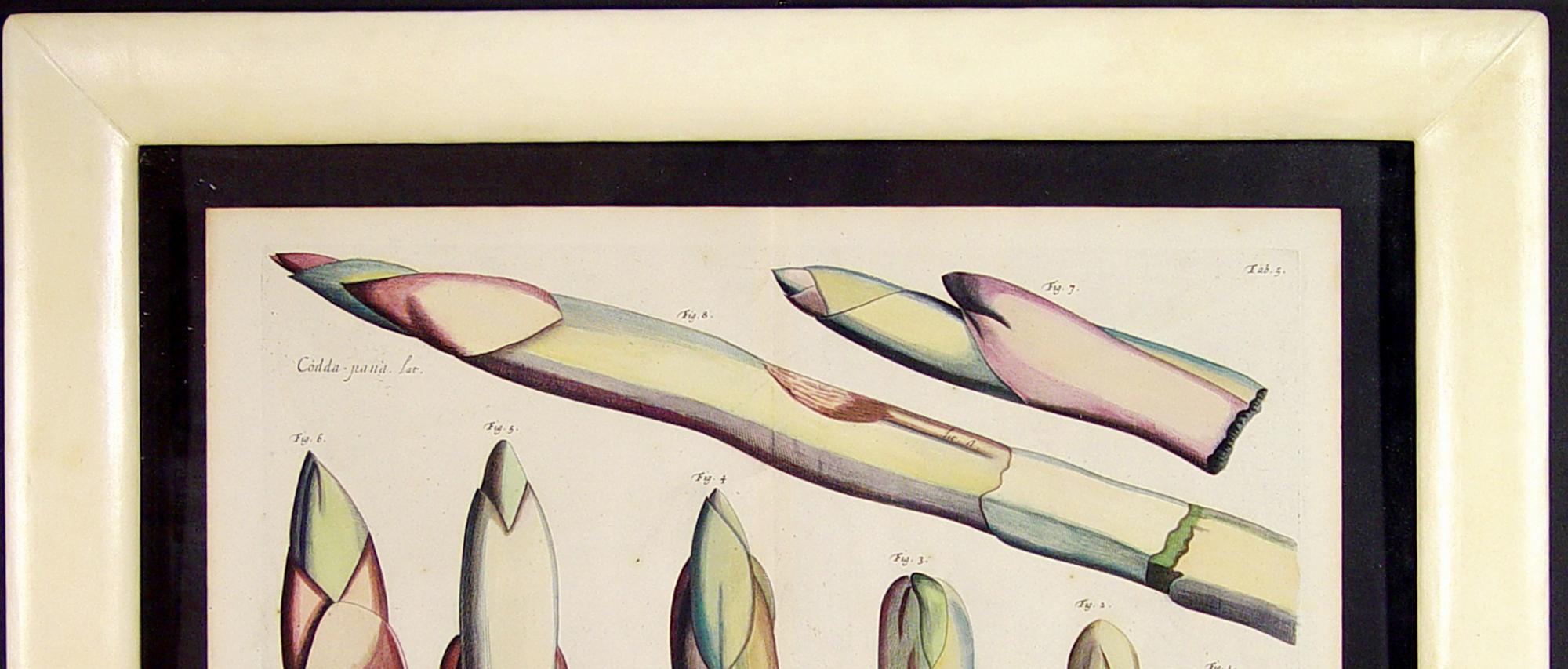 Der Garten von Malabar: Ein grundlegendes Werk der tropischen Botanik im Zustand „Gut“ im Angebot in Downingtown, PA