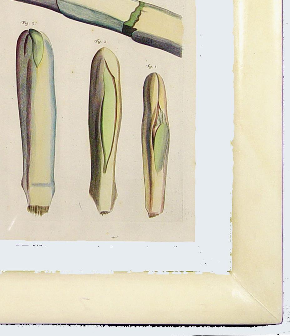 Der Garten von Malabar: Ein grundlegendes Werk der tropischen Botanik (17. Jahrhundert) im Angebot