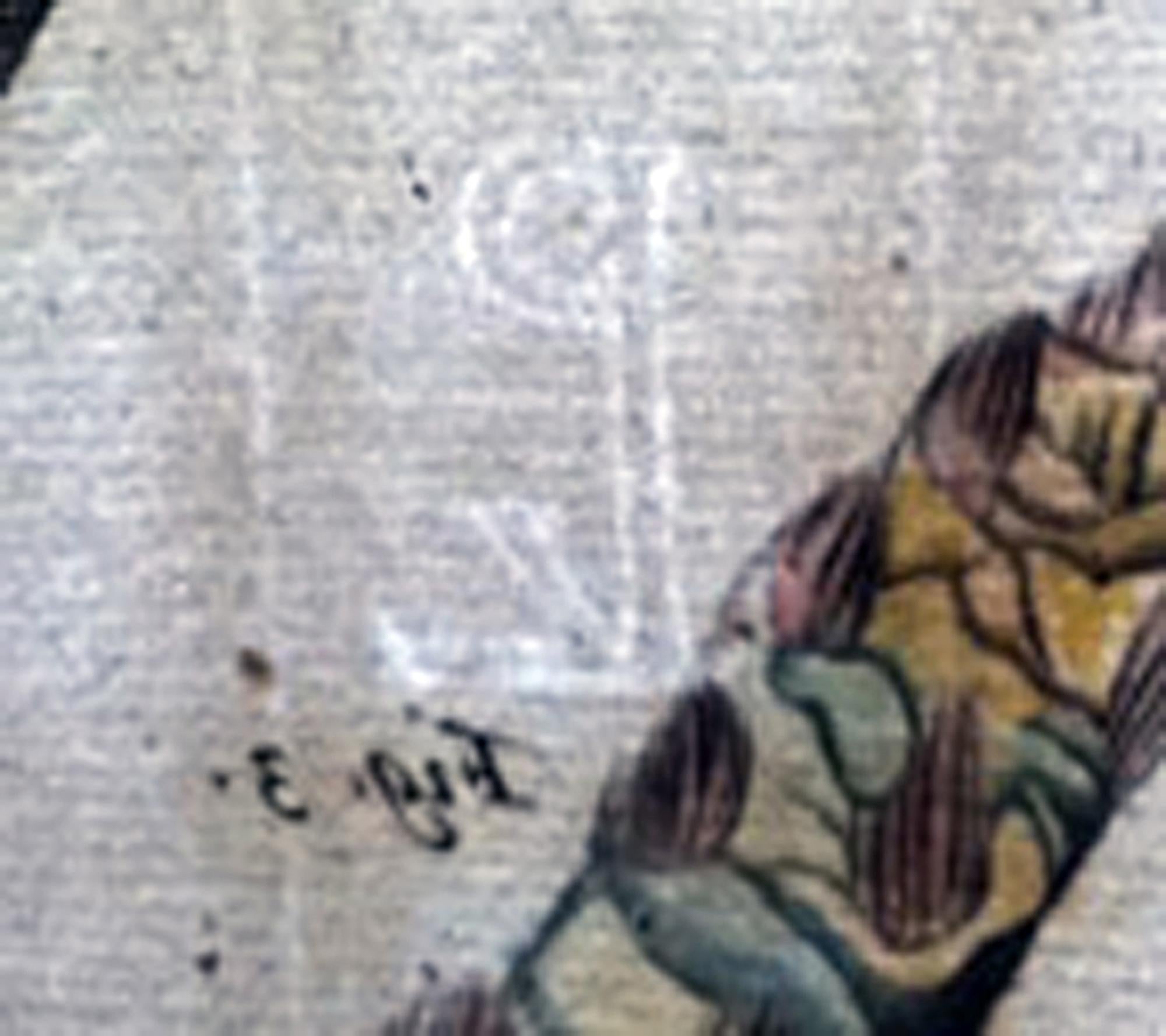 Der Garten von Malabar: Ein grundlegendes Werk der tropischen Botanik (17. Jahrhundert) im Angebot