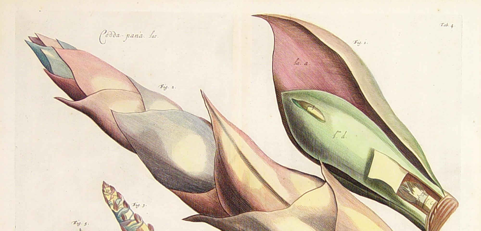 Der Garten von Malabar: Ein grundlegendes Werk der tropischen Botanik (Papier) im Angebot