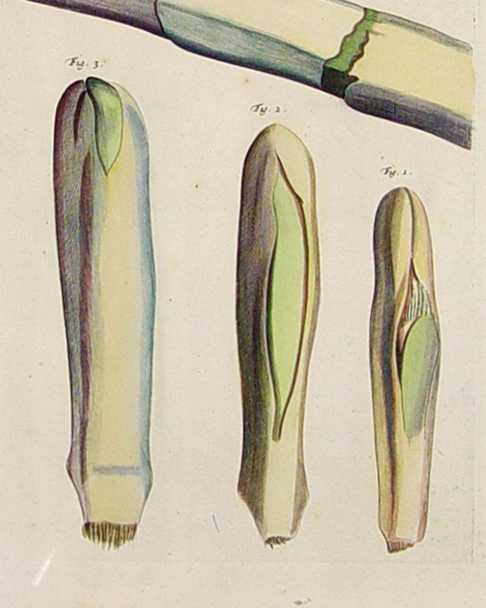 Der Garten von Malabar: Ein grundlegendes Werk der tropischen Botanik im Angebot 1