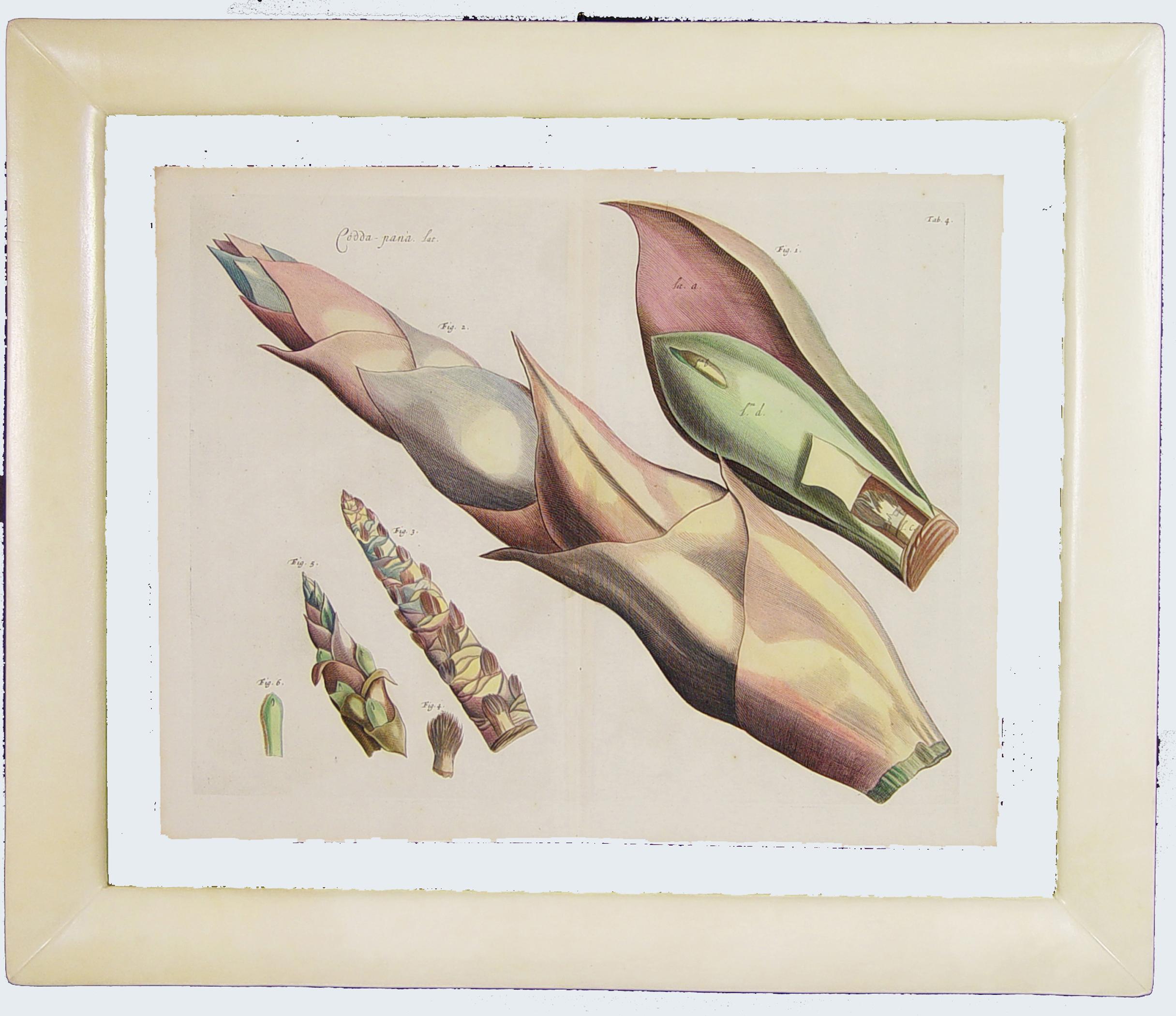 Der Garten von Malabar: Ein grundlegendes Werk der tropischen Botanik im Angebot 1