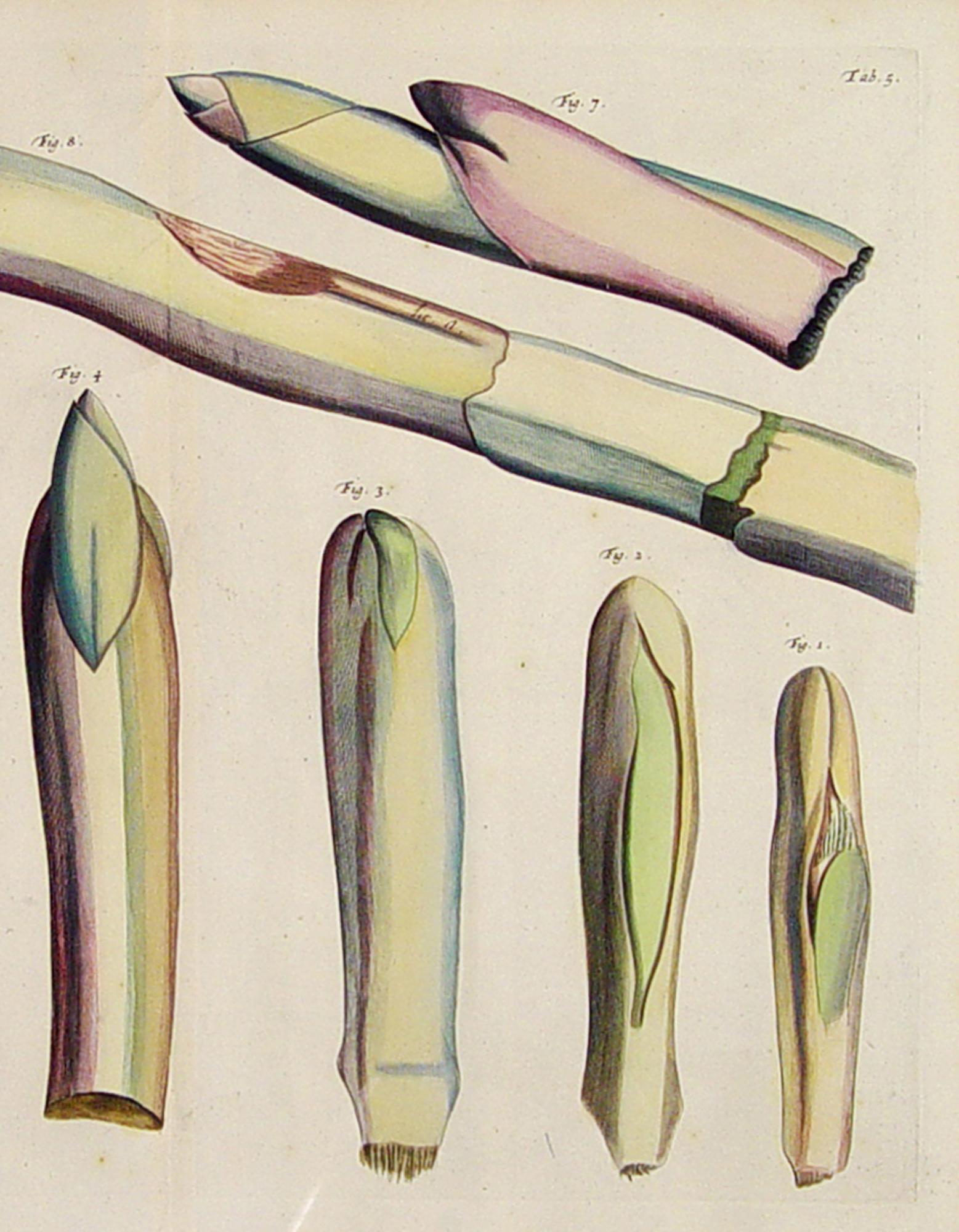 Der Garten von Malabar: Ein grundlegendes Werk der tropischen Botanik im Angebot 2