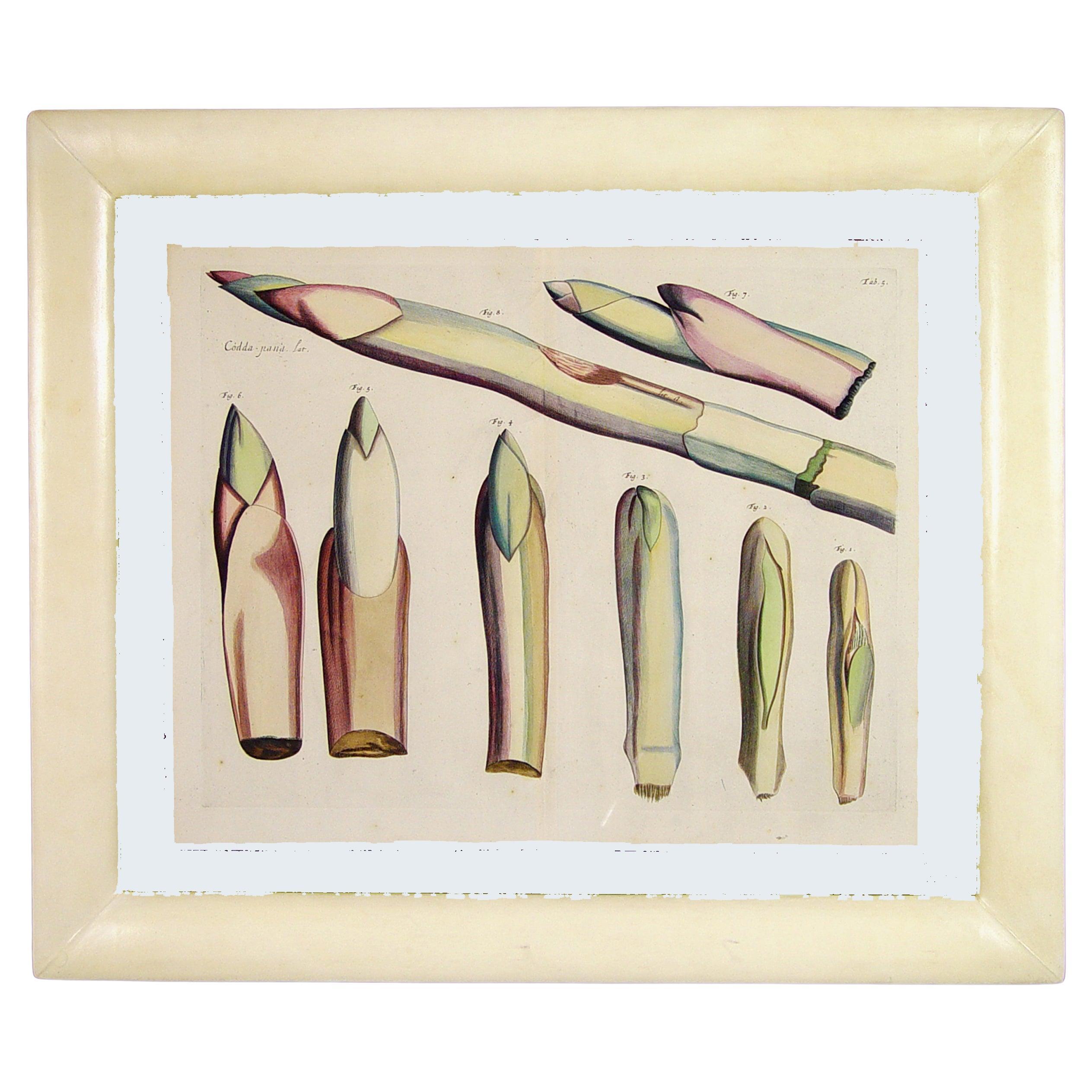 Der Garten von Malabar: Ein grundlegendes Werk der tropischen Botanik im Angebot