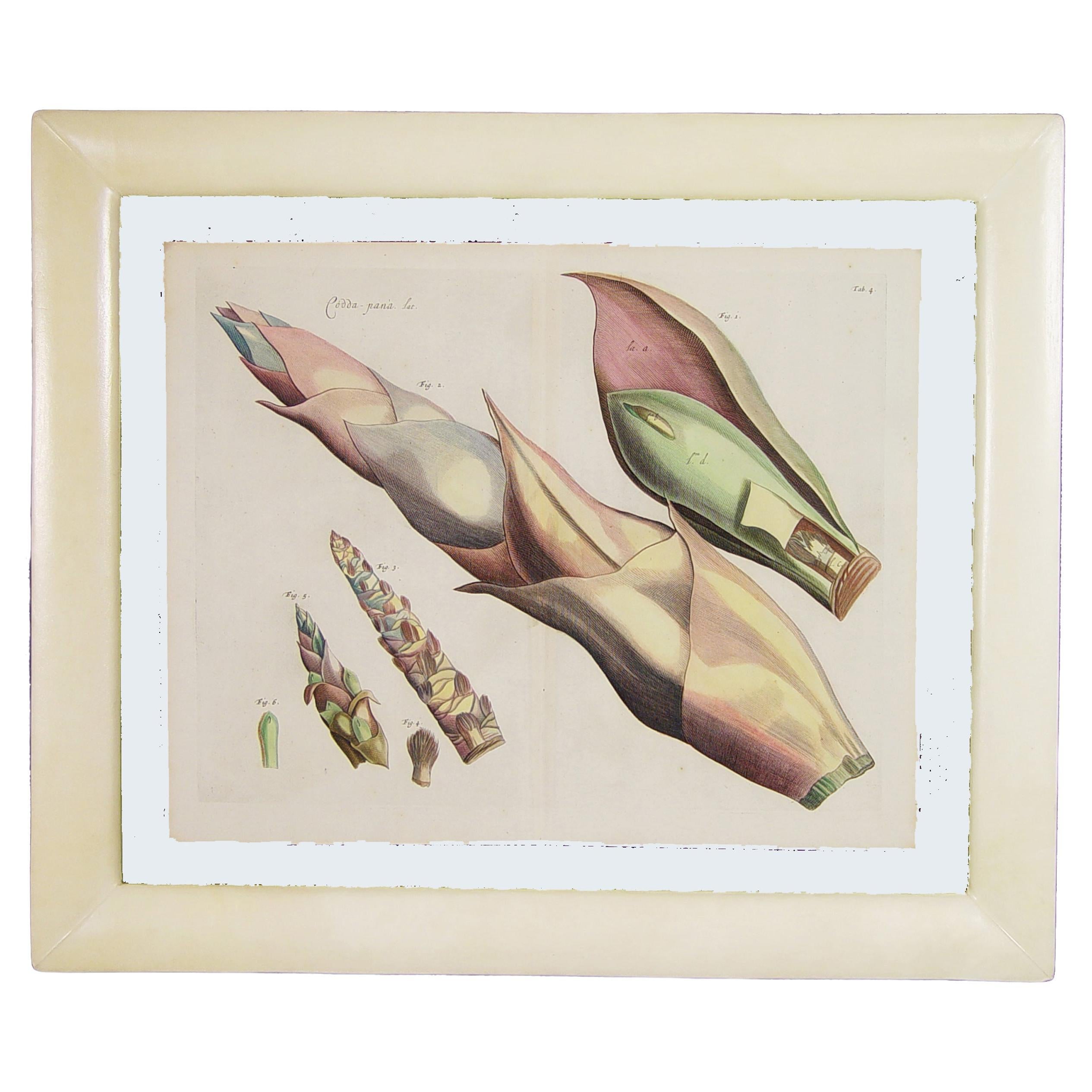 Der Garten von Malabar: Ein grundlegendes Werk der tropischen Botanik