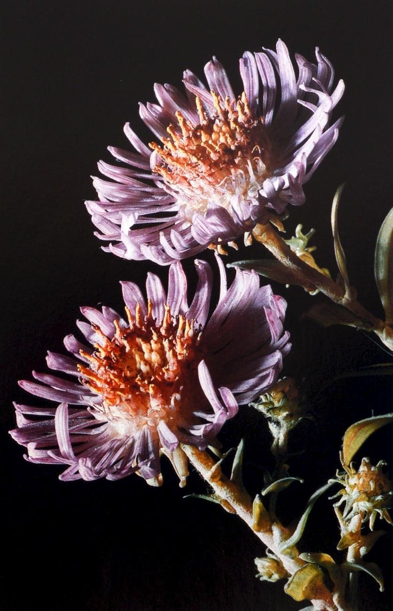 The Glass Flowers at Harvard by Richard Evans Schultes, First Edition