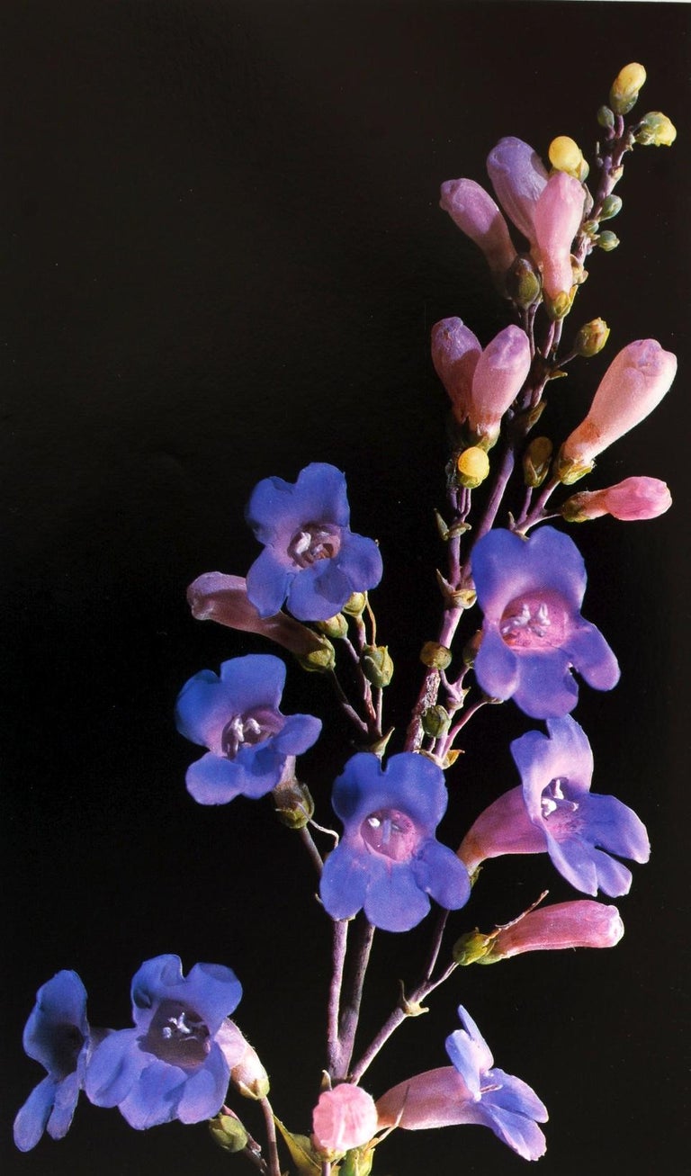 The Glass Flowers at Harvard by Richard Evans Schultes, First Edition