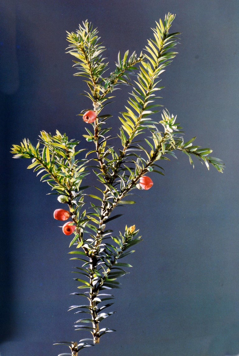 The Glass Flowers at Harvard by Richard Evans Schultes, First Edition