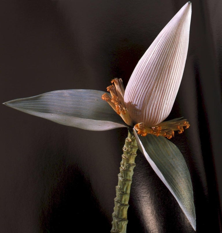 The Glass Flowers at Harvard by Richard Evans Schultes, First Edition