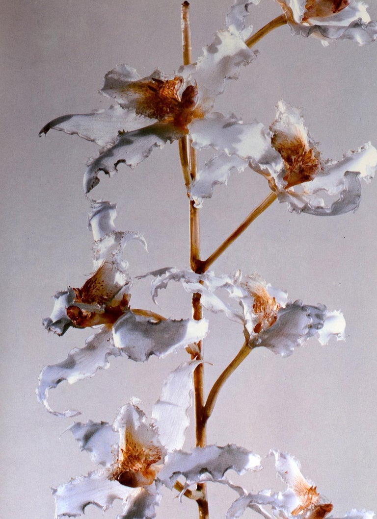 The Glass Flowers at Harvard by Richard Evans Schultes, First Edition