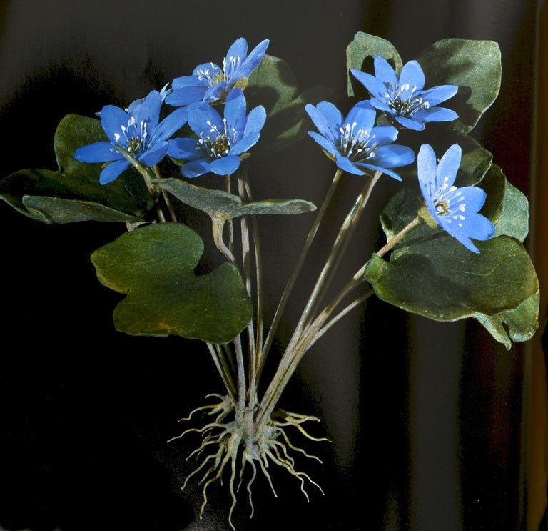 The Glass Flowers at Harvard by Richard Evans Schultes, First Edition