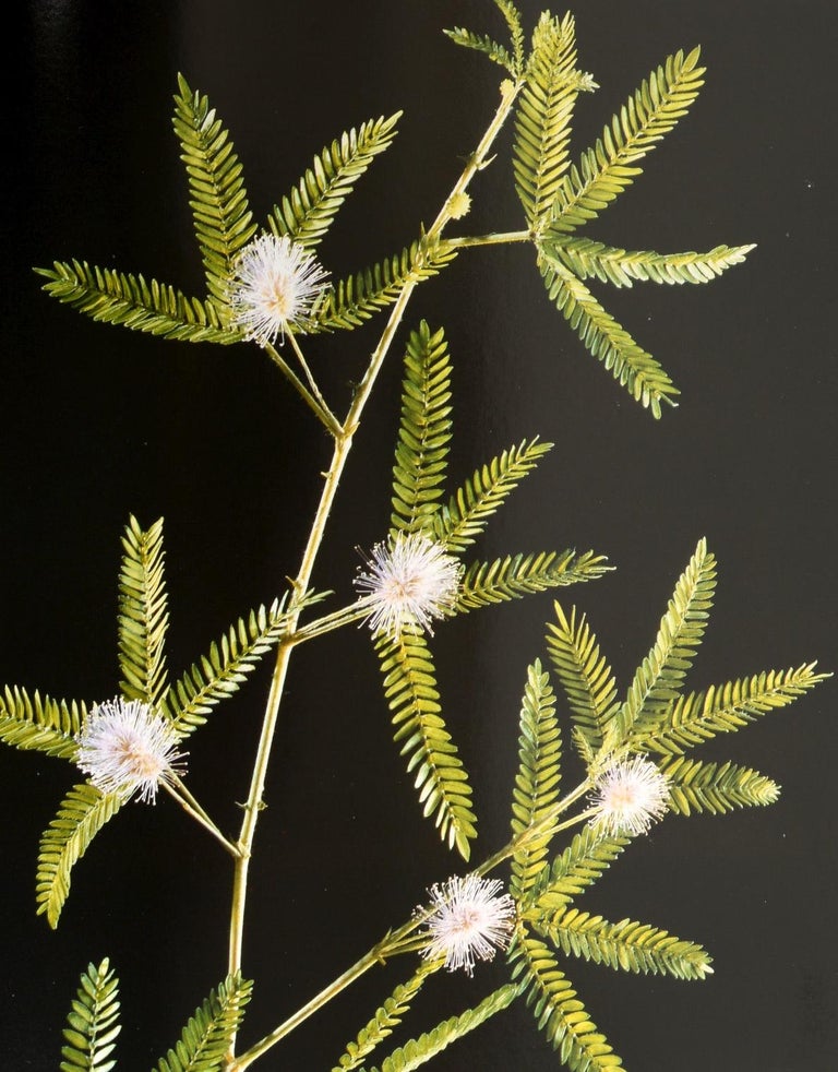 The Glass Flowers at Harvard by Richard Evans Schultes, First Edition