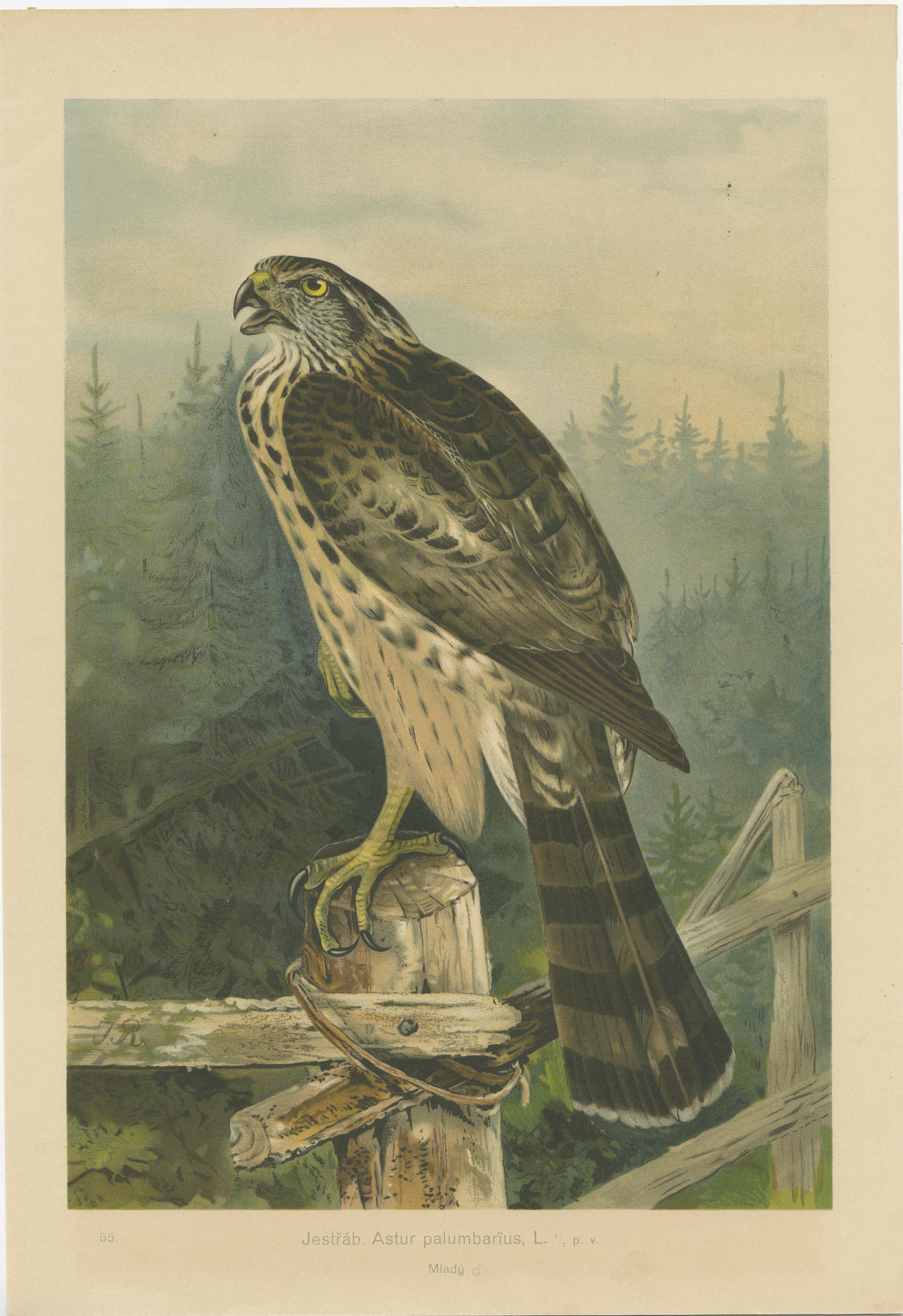 The birds depicted in the provided chromolithographs are:

1. In the first image, the bird is labeled as 