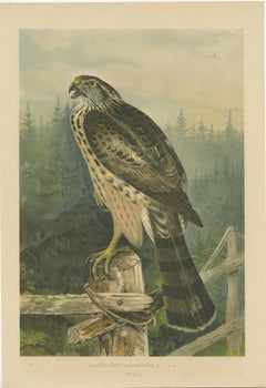 The Golden Eagle and Northern Goshawk by J.F. Naumann, Original Vintage, 1901