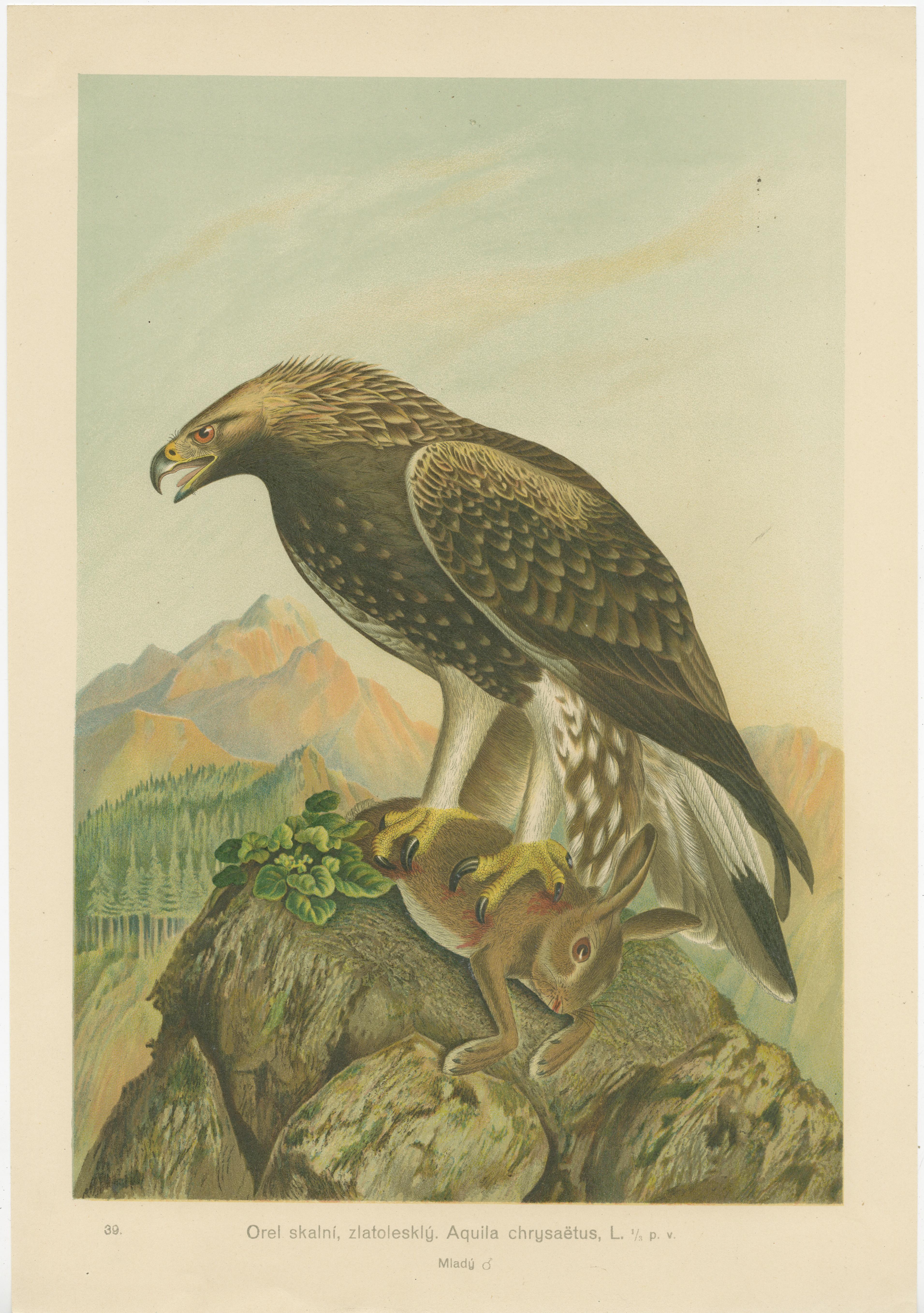 The Golden Eagle et Northern Goshawk de J.F. Naumann, Original Vintage, 1901 Bon état - En vente à Langweer, NL