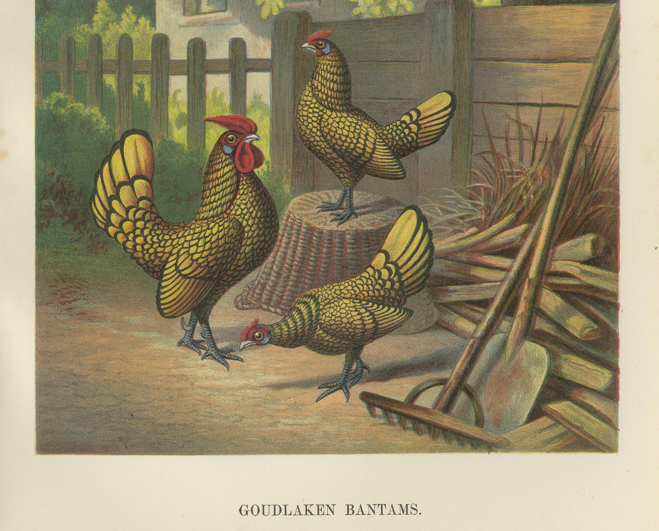 Die Golden-Laced Bantam Eine seltene Geflügellithographie aus dem 19.  

Diese wunderschön detaillierte Chromolithografie aus dem 19. Jahrhundert zeigt eine charmante Gruppe von Golden-Laced Bantams, einer Rasse, die für ihr auffallend goldenes
